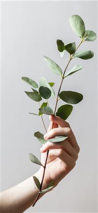 person holding leaf plant wallpaper
