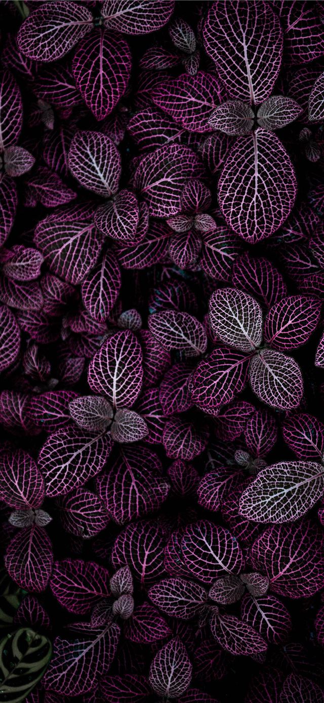 1125x2436 purple leafed plant field - chicago iPhone X Wallpaper