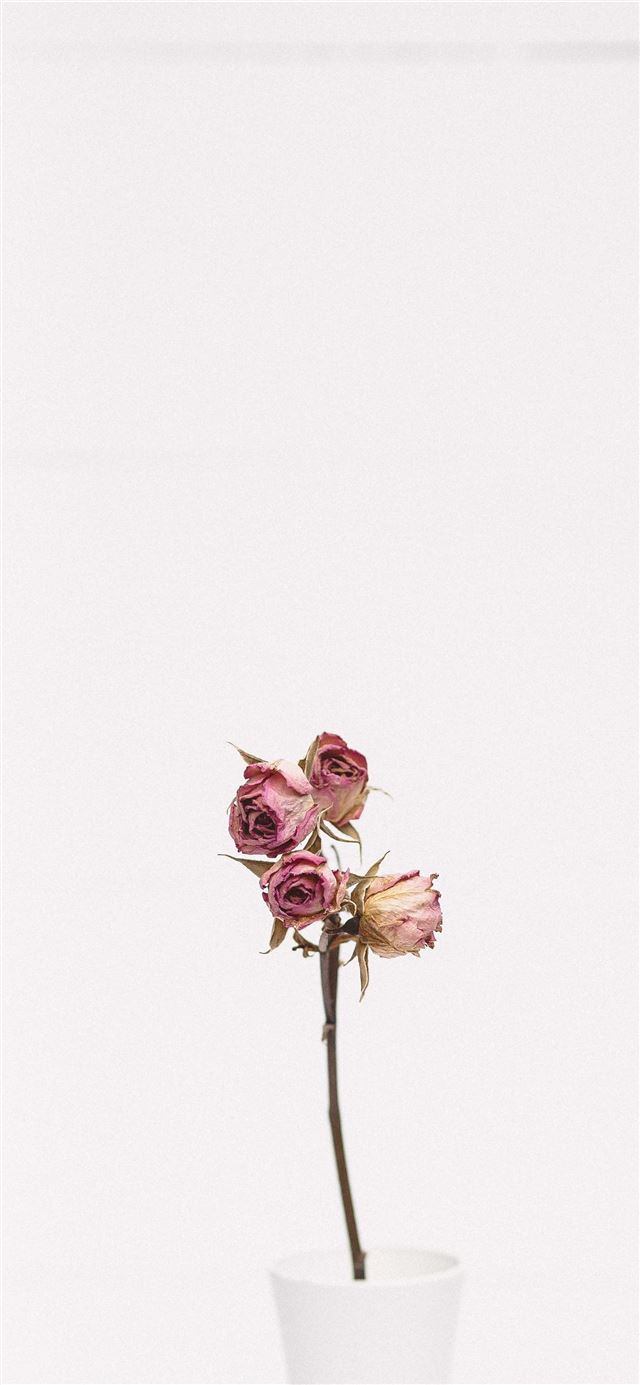 1125x2436 pink rose flower -  iPhone X Wallpaper