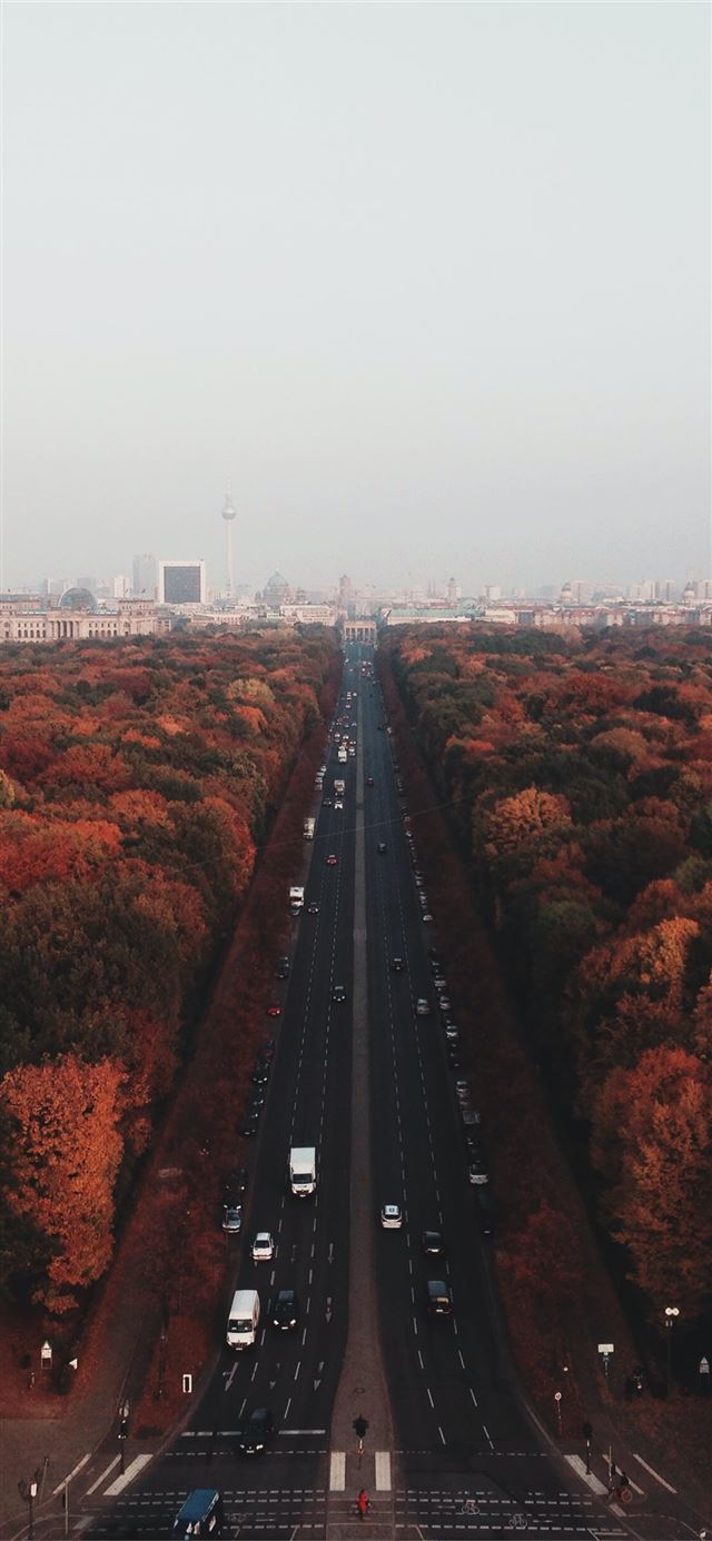1125x2436 gray road in between lush forest -  iPhone X Wallpaper