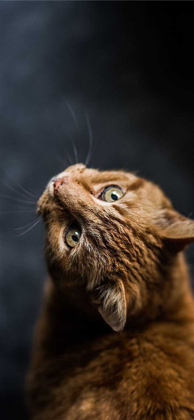 1125x2436 selective focus and low angle photography of orang... - cute iPhone X Wallpaper