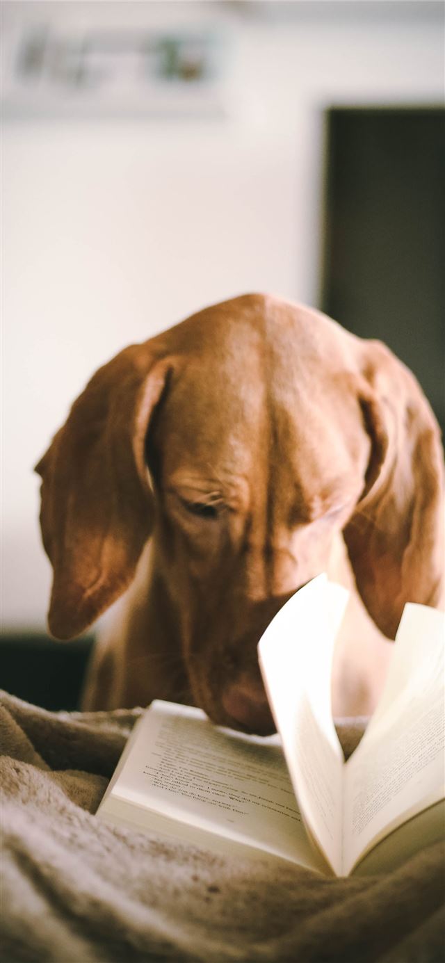 1125x2436 dog reading book during daytime - book iPhone X Wallpaper
