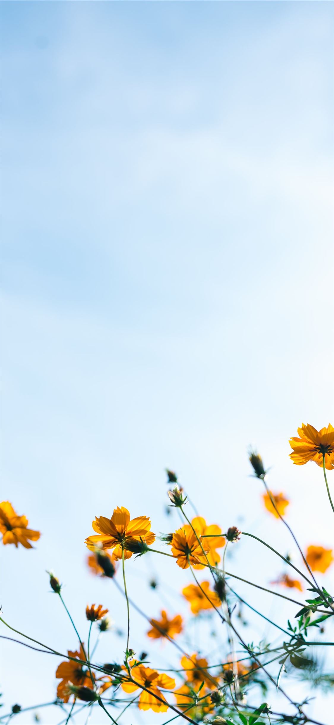 close shot of yellow flowers iPhone X wallpaper 