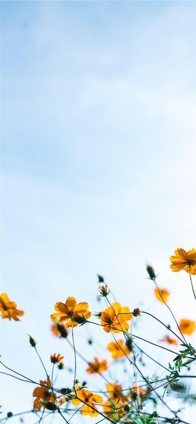 1125x2436 close shot of yellow flowers -  iPhone X Wallpaper