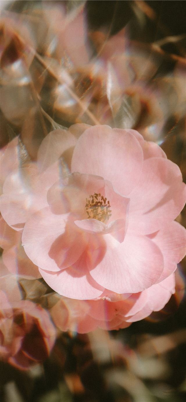 1125x2436 pink flower - floral iPhone X Wallpaper