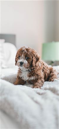 long coated brown puppy inside room wallpaper