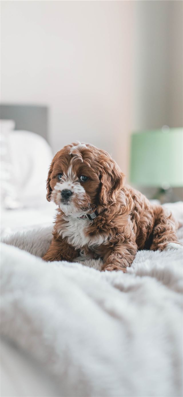 1125x2436 long coated brown puppy inside room - cute iPhone X Wallpaper