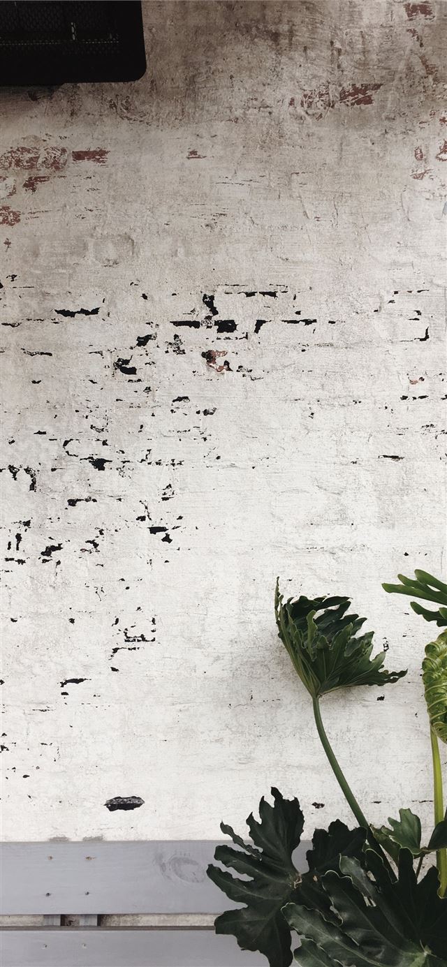 1125x2436 green leaf plants - green iPhone X Wallpaper