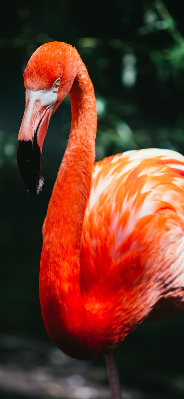 1125x2436 flamingo in macro shot photography - orange iPhone X Wallpaper