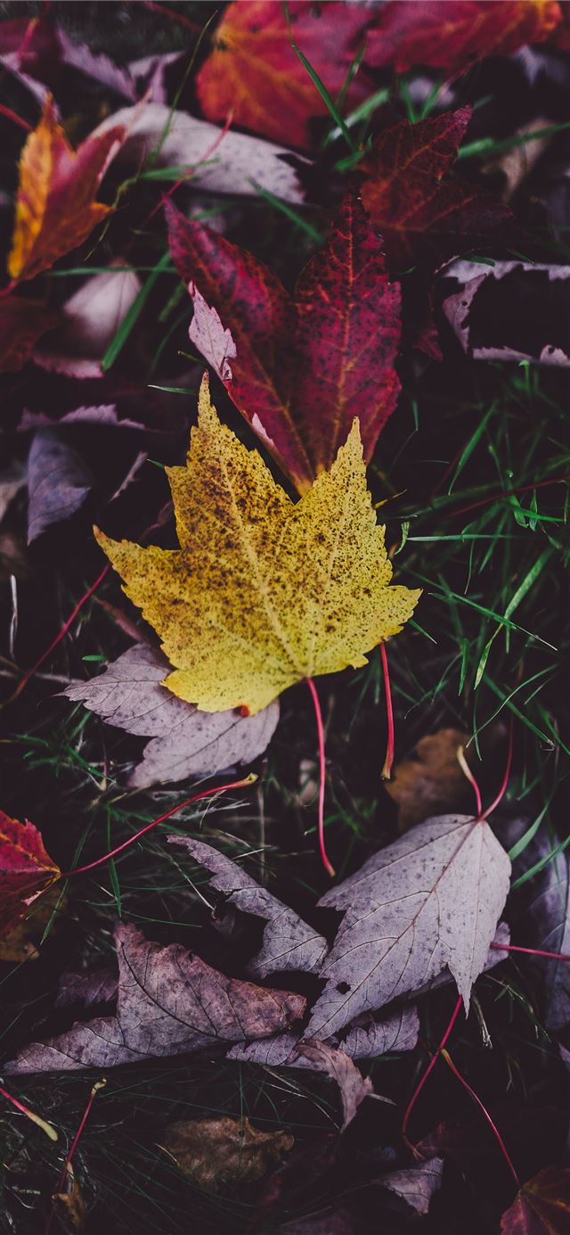 1125x2436 purple and yellow leaves on green grass - fall iPhone X Wallpaper