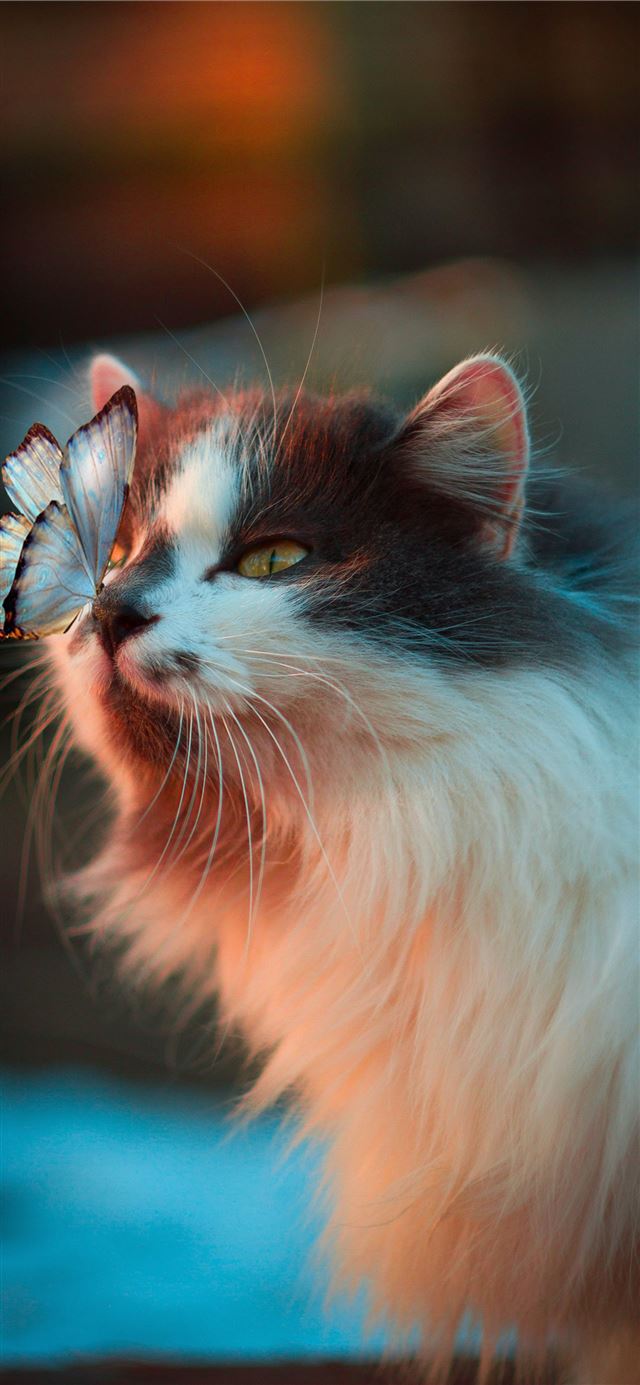 1125x2436 white butterfly resting on cat's nose - cute iPhone X Wallpaper