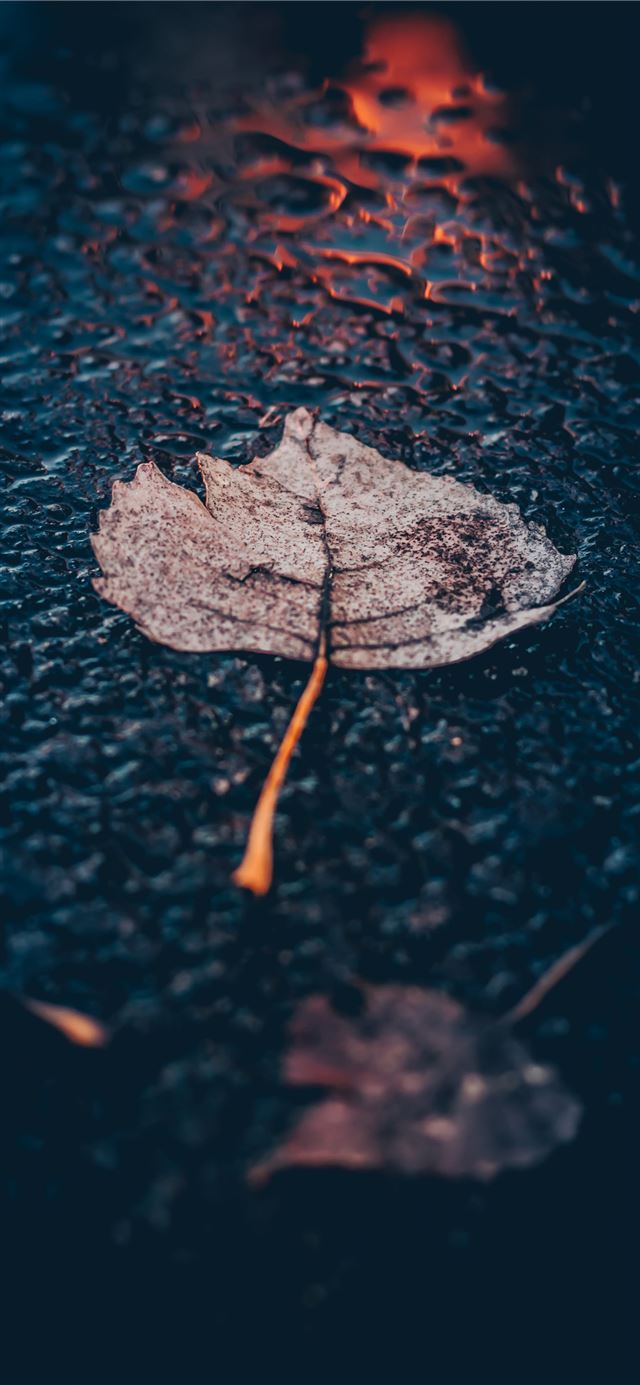 1125x2436 brown leaf on asphalt road - fall iPhone X Wallpaper