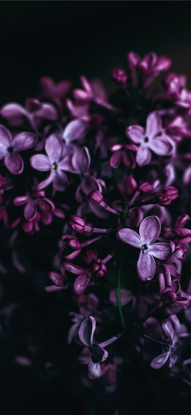 1125x2436 purple flowers - floral iPhone X Wallpaper