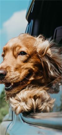 golden retriever inside car wallpaper