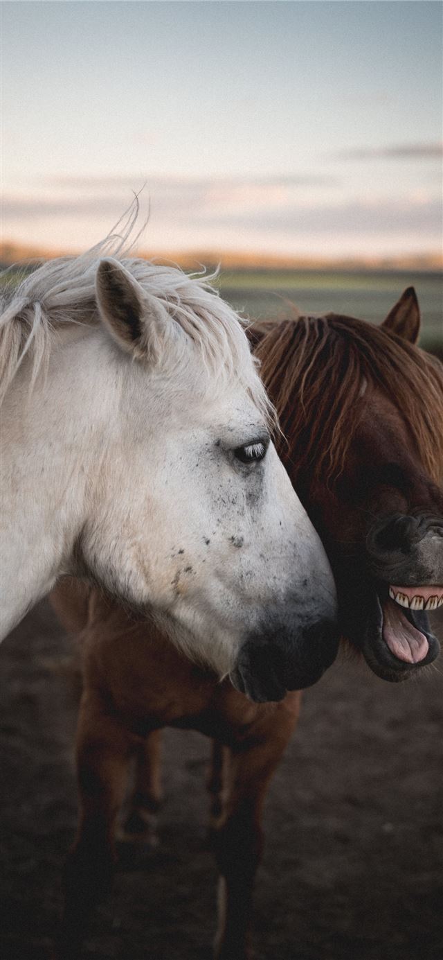 1125x2436 two brown and white horses - grey iPhone X Wallpaper