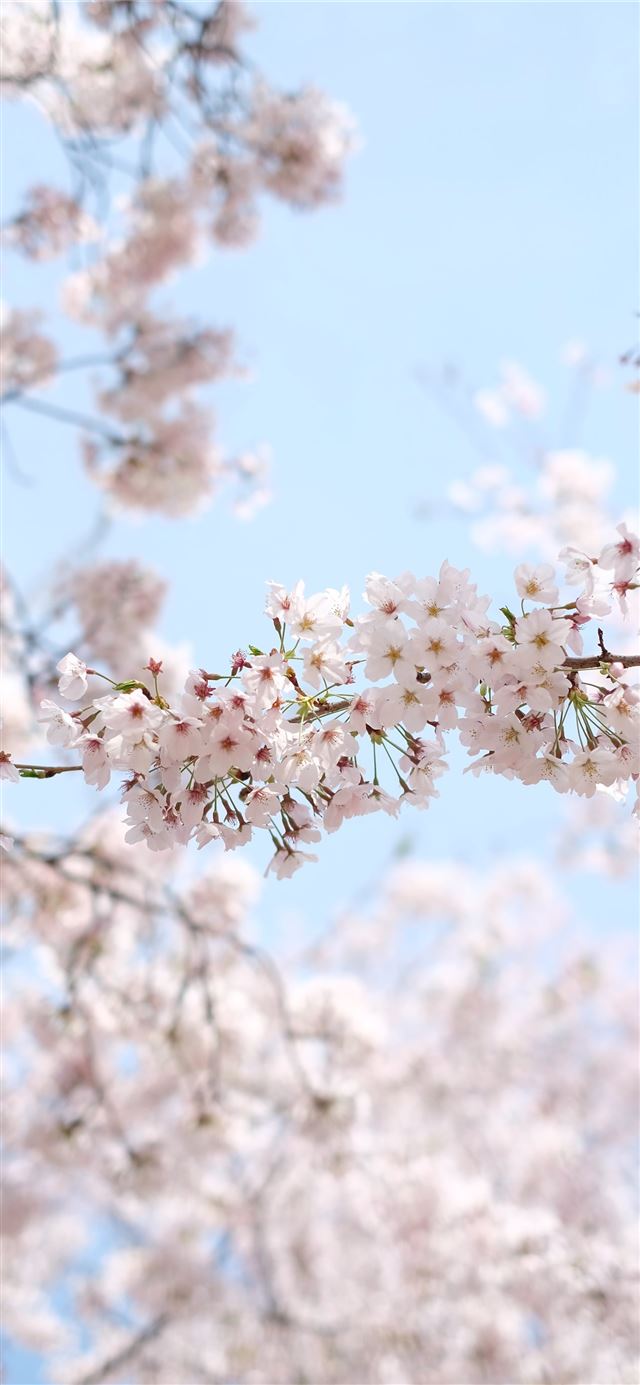 1125x2436 white cherry blossom under clear blue sky during d... - blue iPhone X Wallpaper