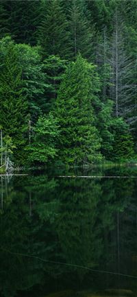 grey calm body of water near green leaf trees at d... wallpaper