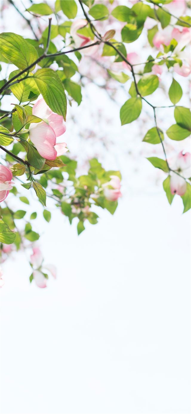 1125x2436 shallow focus photography of tree with pink flower... - floral iPhone X Wallpaper