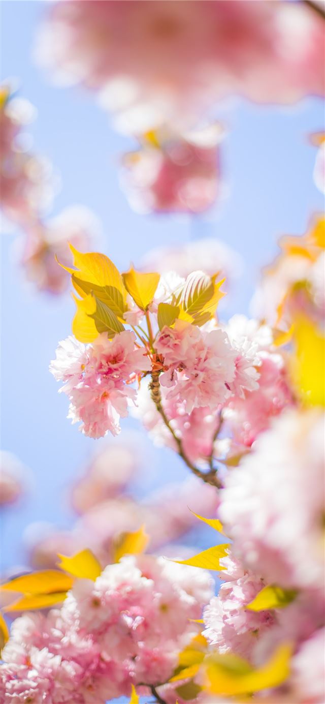 1125x2436 pink cherry blossom tree during daytime - france iPhone X Wallpaper