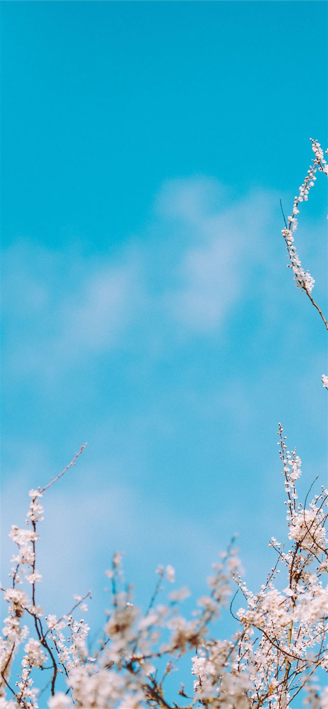 1125x2436 selective focus photography of white flowers - spring iPhone X Wallpaper