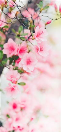 pink flowers wallpaper