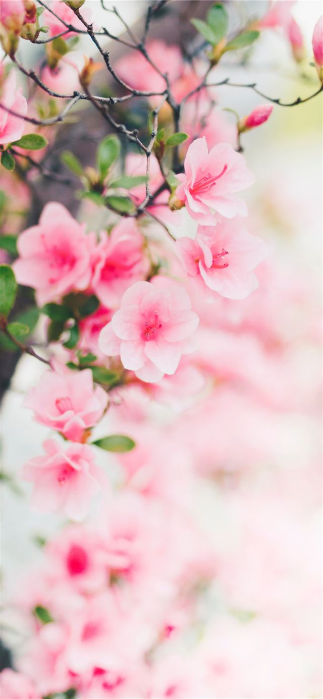 1125x2436 pink flowers - spring iPhone X Wallpaper