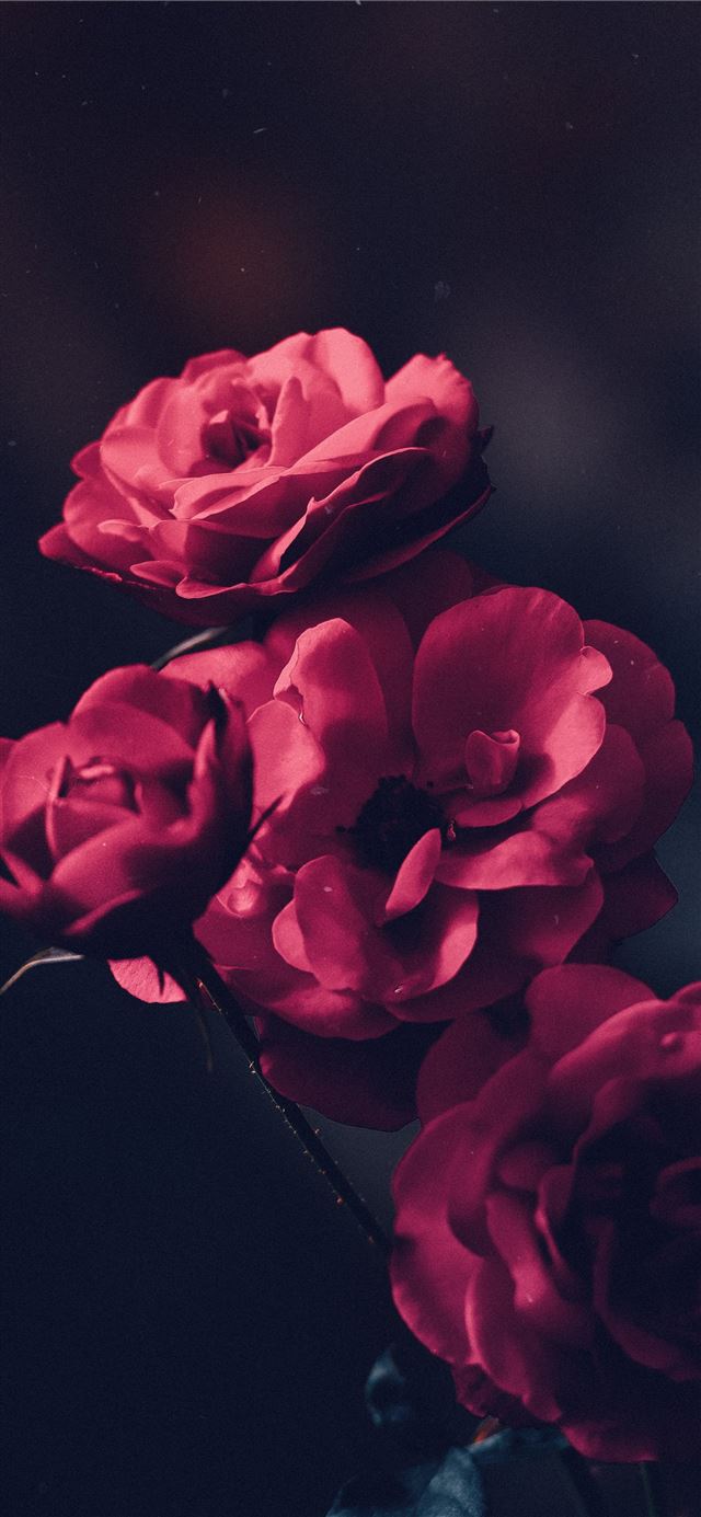 1125x2436 tilt shift lens shot of red flowers - spring iPhone X Wallpaper