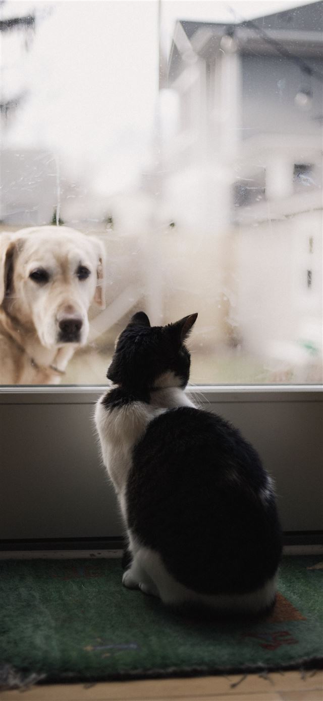 1125x2436 black and white cat watching adult yellow Labrador... - cute iPhone X Wallpaper