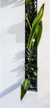 green leaf plant wallpaper