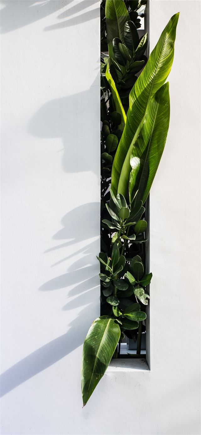 1125x2436 green leaf plant -  iPhone X Wallpaper