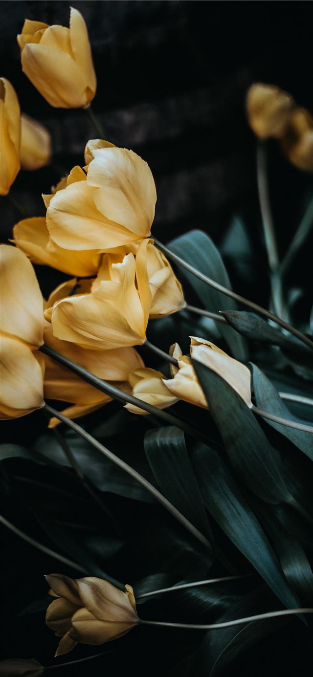1125x2436 selective photography of beige petaled flowers -  iPhone X Wallpaper