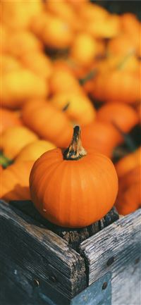 pumpkin on brown box wallpaper