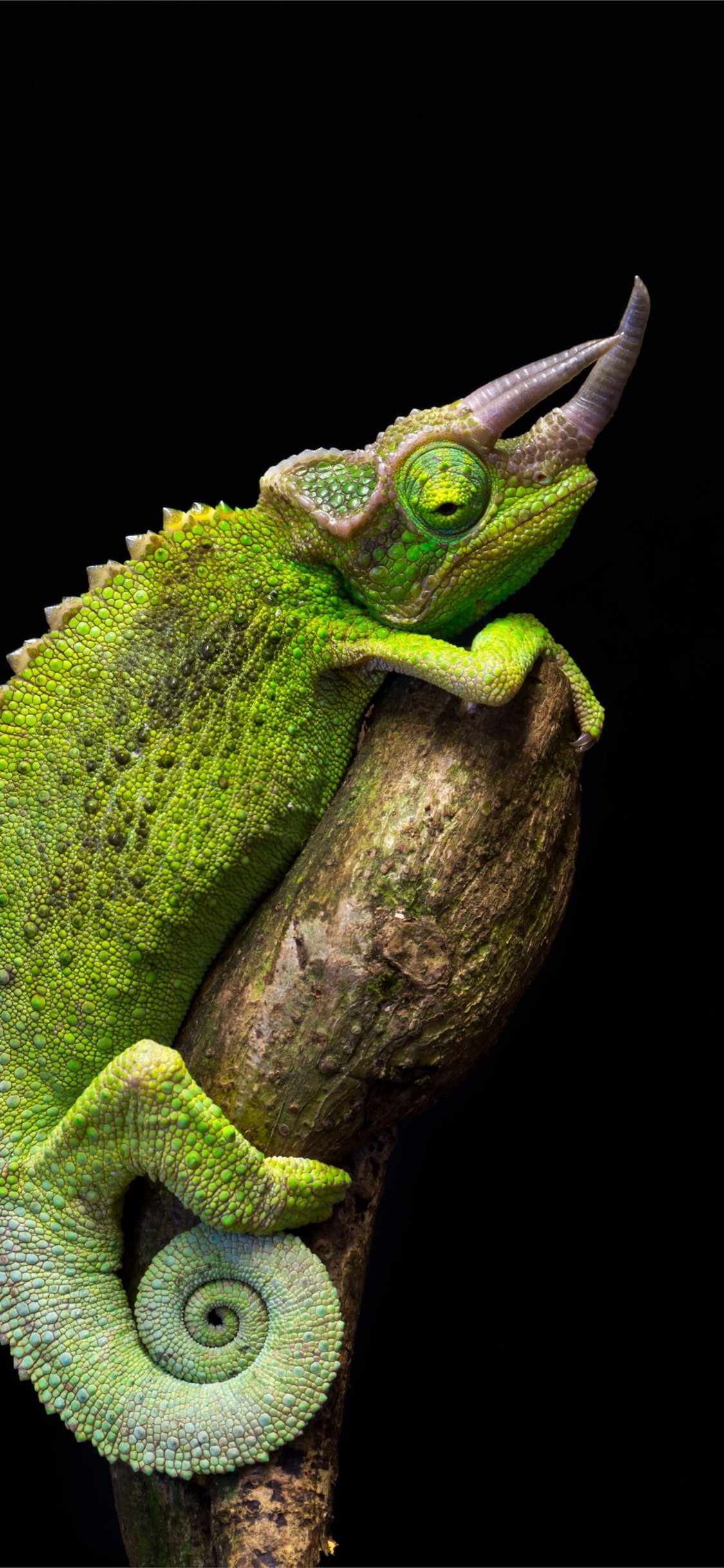 900 Free Chameleon  Lizard Images  Pixabay