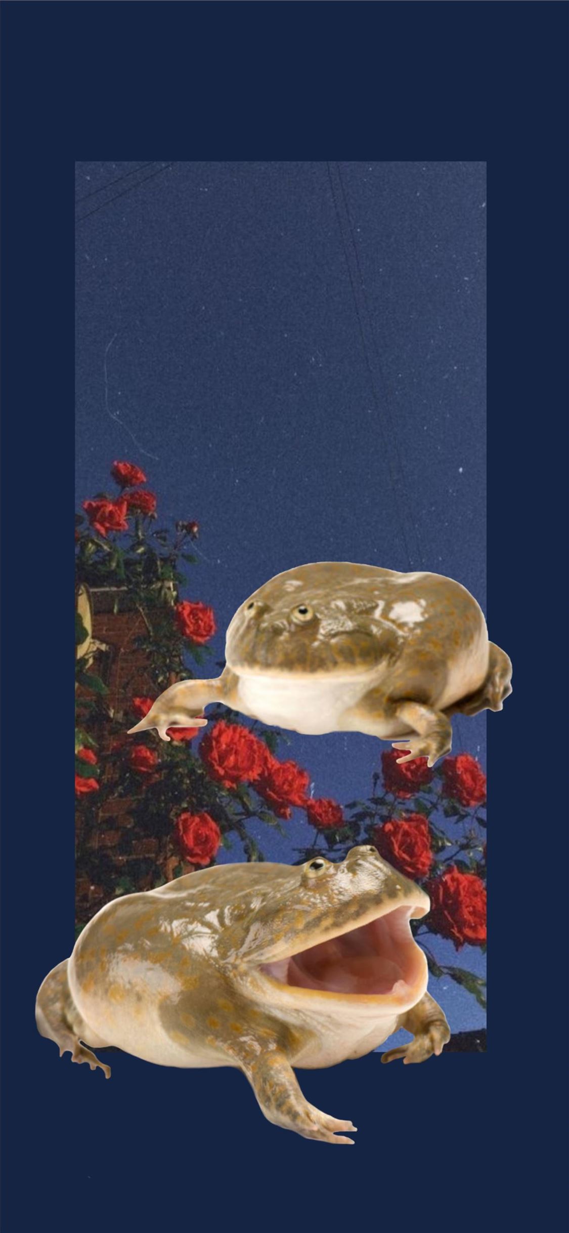 Wallpaper ID 27044  frog toad eyes 4k free download