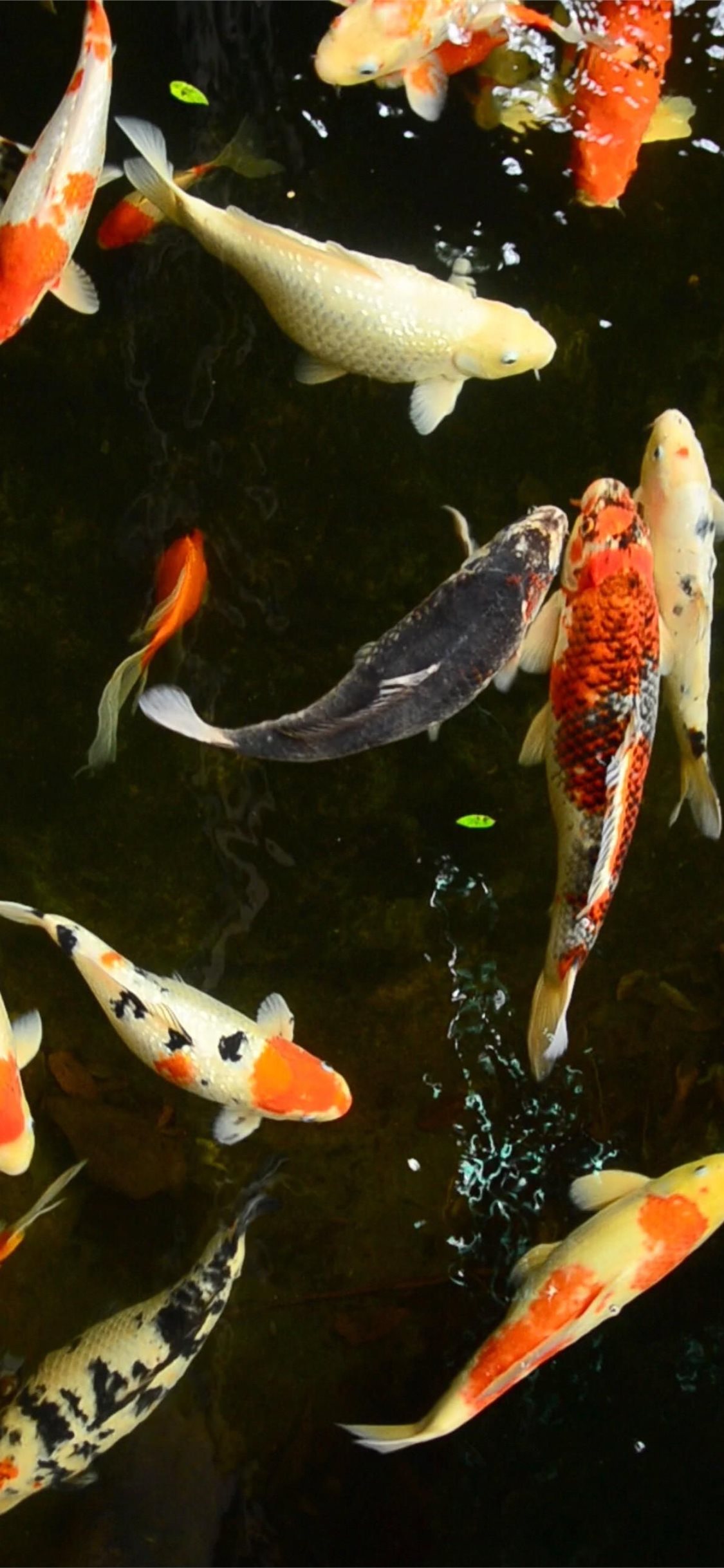 Rượu cá chép là một món ăn ngon và phổ biến ở Việt Nam, và trong ảnh này, bạn sẽ được thấy cảnh một con cá chép to lớn, đẹp với hào quang màu sắc của nó. Hãy tưởng tượng bạn đang ngồi bên hồ và tận hưởng cảm giác yên bình khi ngắm nhìn chú cá trong bức ảnh này.