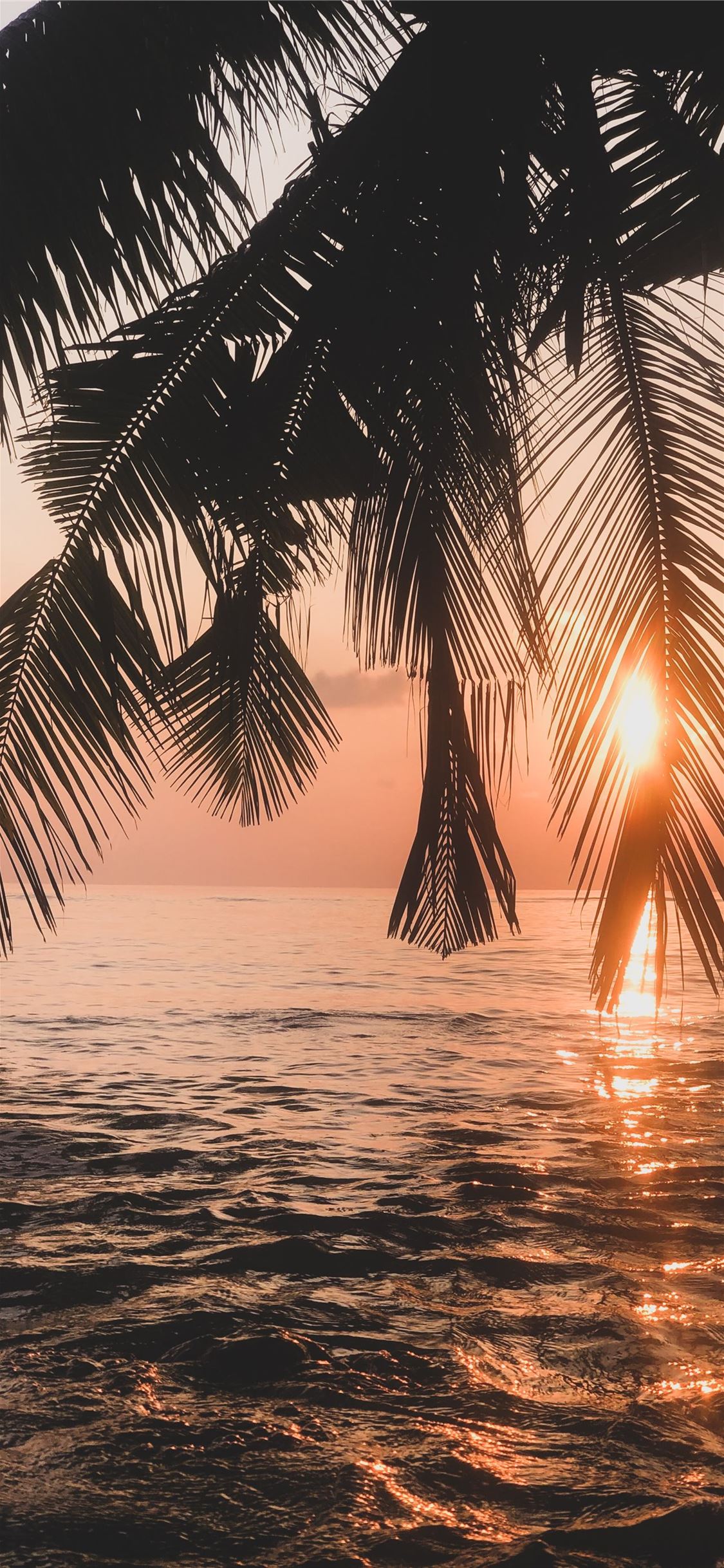 23 Palm Tree Sunset Wallpapers  Wallpaperboat