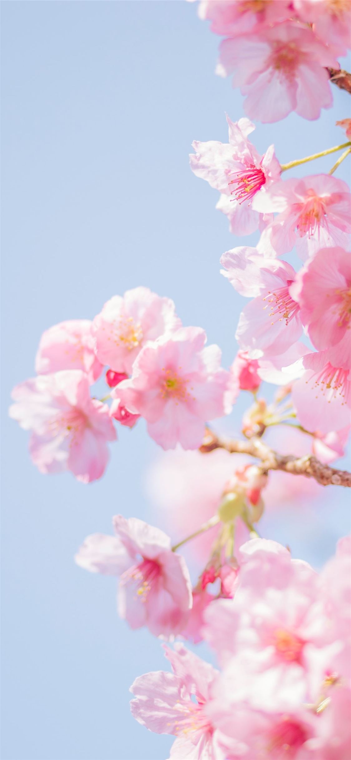 Pink Sakura Flower Pictures  Download Free Images on Unsplash