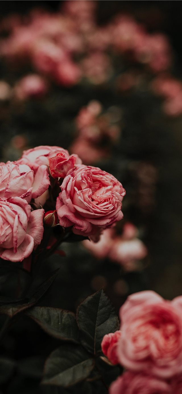 2 Wallpapers In pink rose Wallpapers For iPhone X
