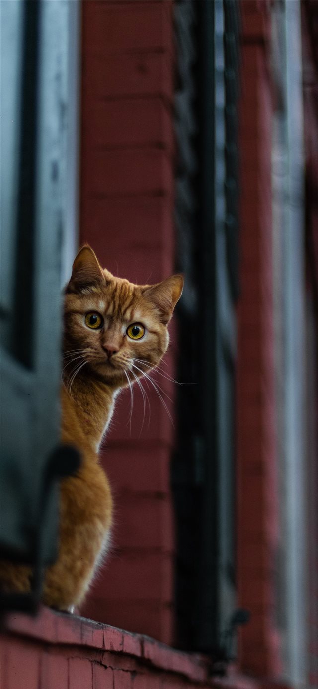 4 Wallpapers In black cat Wallpapers For iPhone X