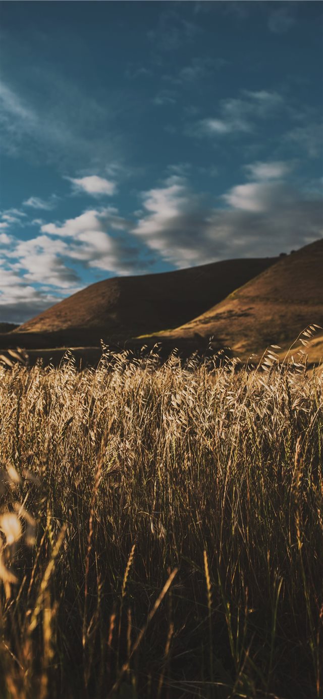 26 Wallpapers In wildlife Wallpapers For iPhone X