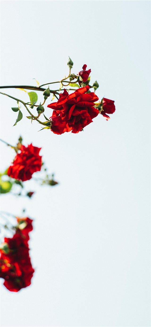 15 Wallpapers In ground Wallpapers For iPhone X