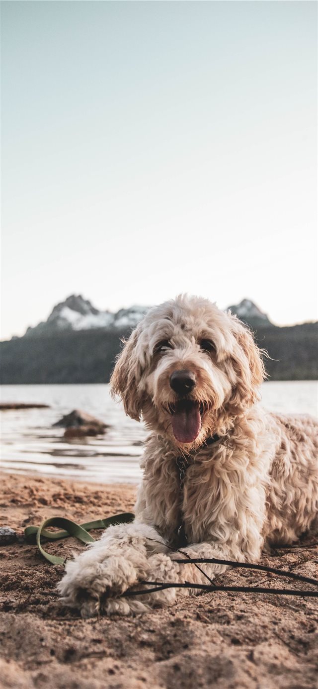 8 Wallpapers In puppy Wallpapers For iPhone X