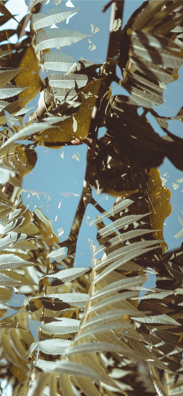 8 Wallpapers In plants Wallpapers For iPhone X