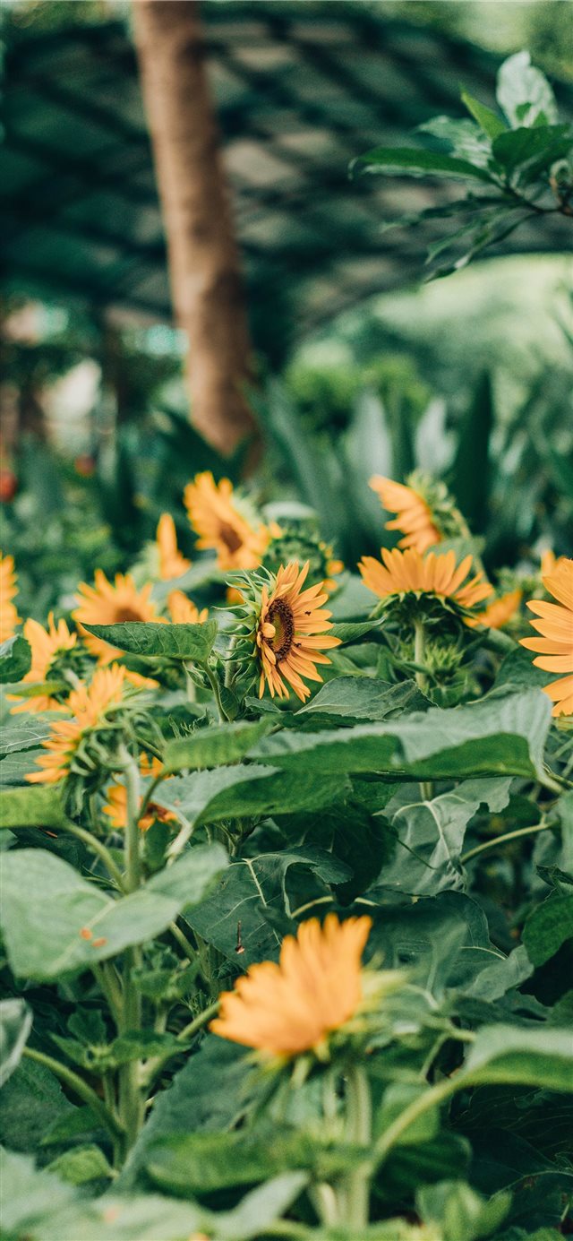 5 Wallpapers In vietnam Wallpapers For iPhone X