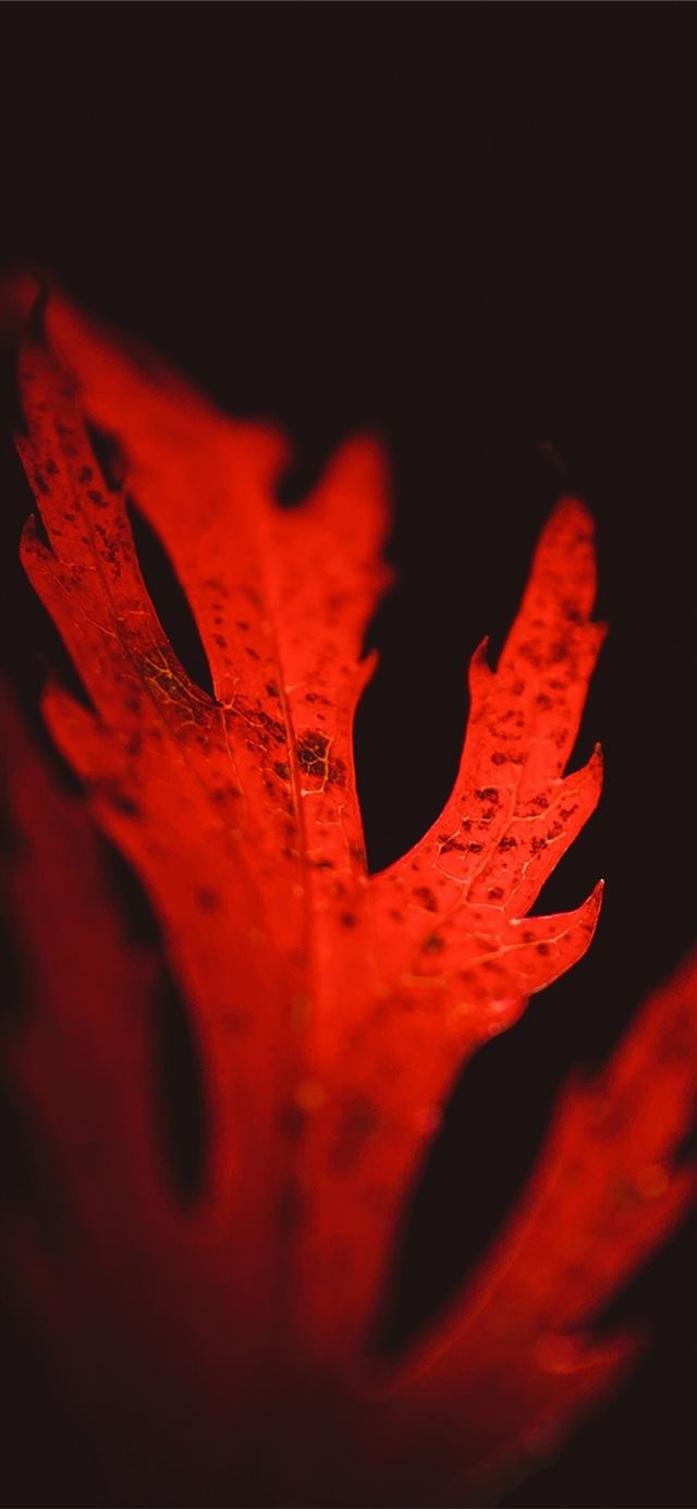 1125x2436 leaves macro - leaves iPhone X Wallpaper