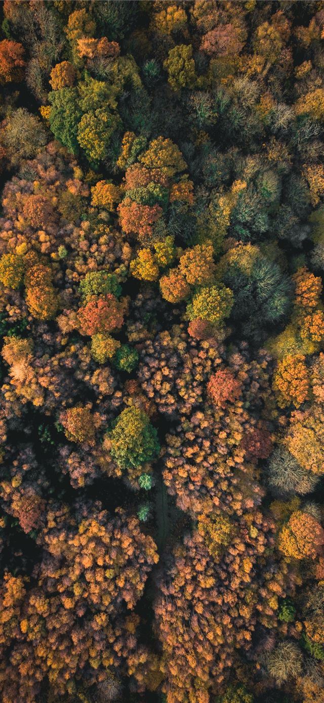 1125x2436 green and brown coral - art iPhone X Wallpaper