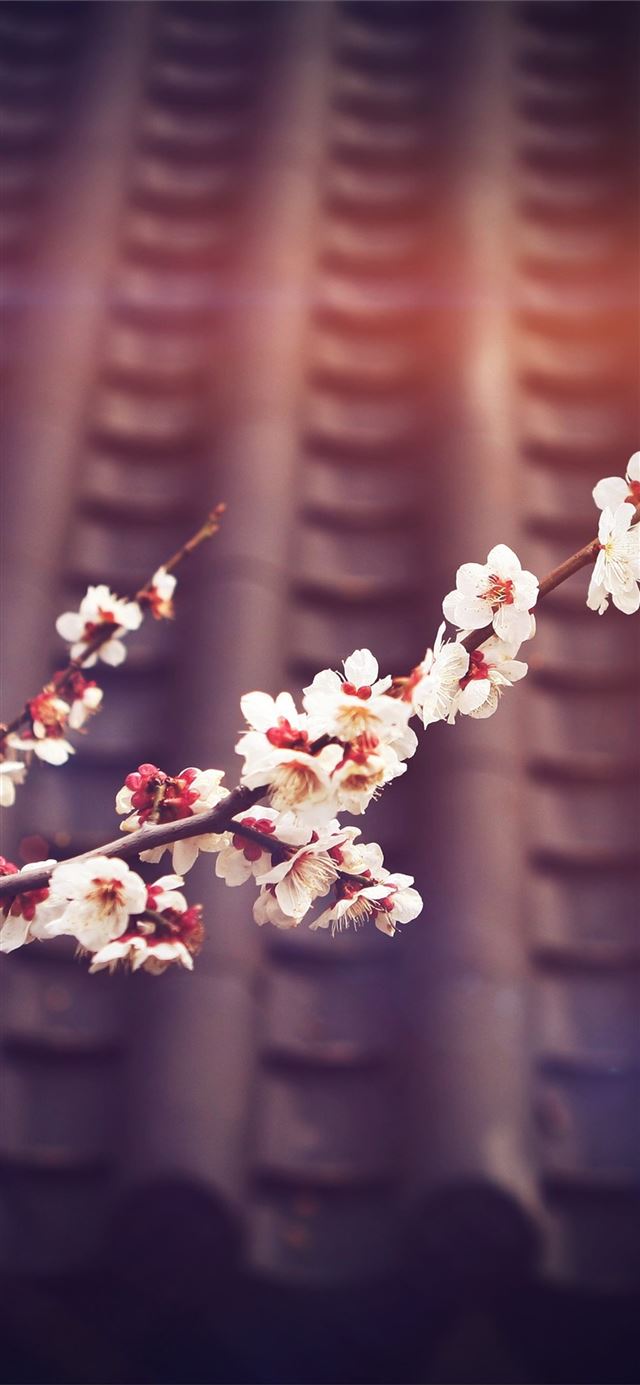 1125x2436 trees branches with flowers - flowers iPhone X Wallpaper