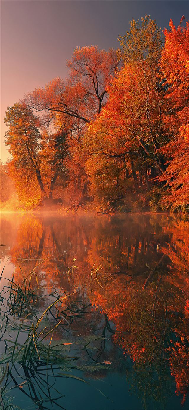 1125x2436 trees fall reflection autumn 4k - reflection iPhone X Wallpaper