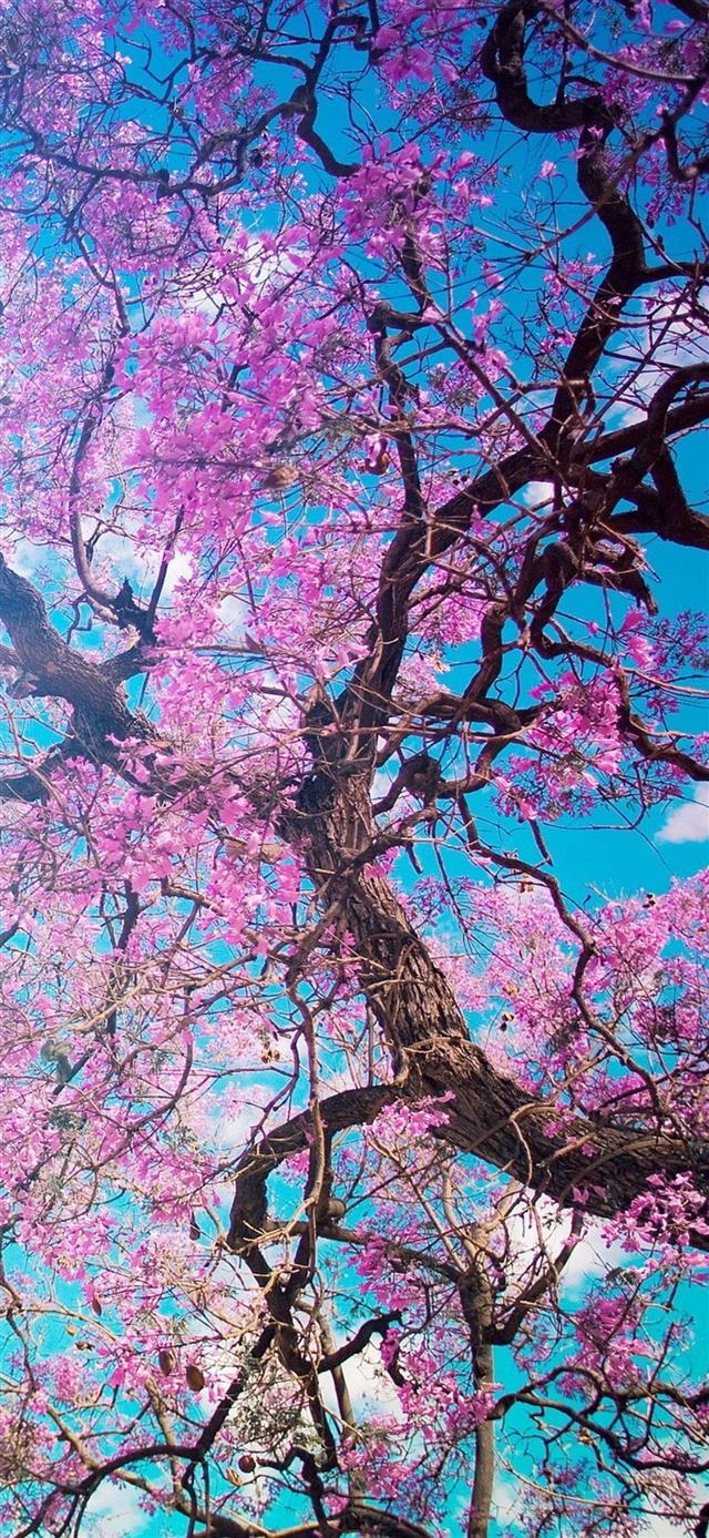 1125x2436 cherry blossom tree - spring iPhone X Wallpaper