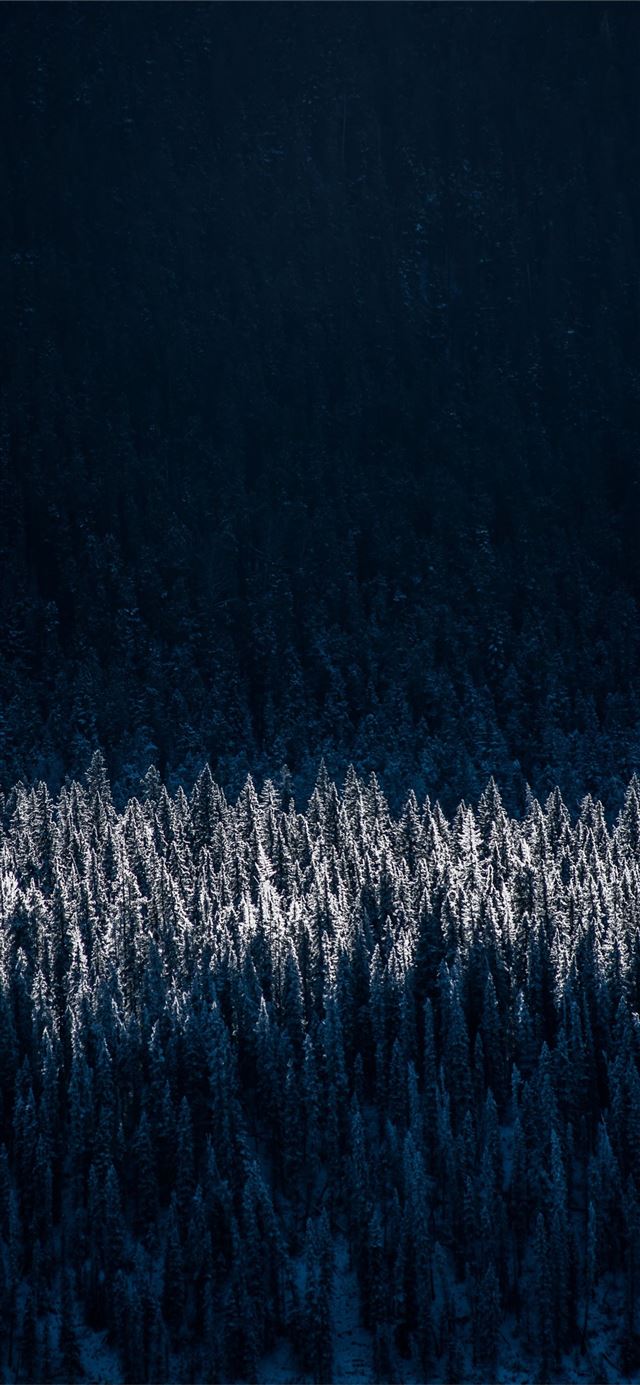 1125x2436 evergreen pine shadow pine trees - photography iPhone X Wallpaper